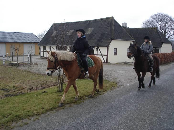 New Forest Pondus (Methme) - ridetur med Pondus og mig og min storebror og Keebe billede 9