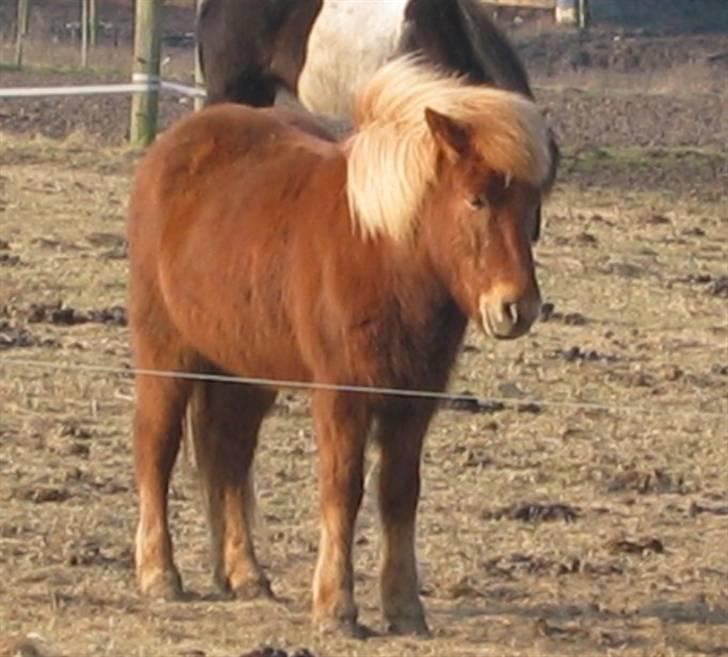 Islænder Askja fra Bomosen - sure Askja <3 billede 9