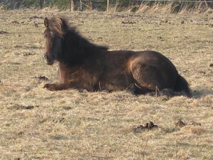 Islænder Síf fra Brösarpsgård - Síf ligger ned :D  billede 13