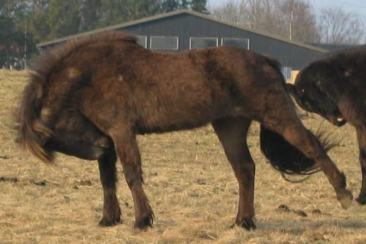 Islænder Síf fra Brösarpsgård - hva´ sker der hest ? er du syg ..  billede 15