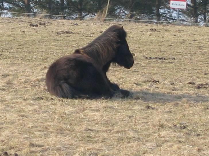 Islænder Tritla fra Lindebjerg - Tritla ligger og tager en lur . billede 17