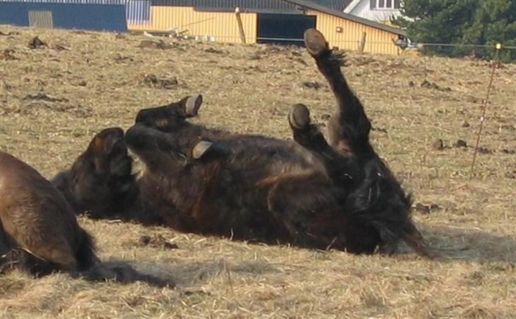 Islænder Tritla fra Lindebjerg - Tritla ruller sig :D  billede 18