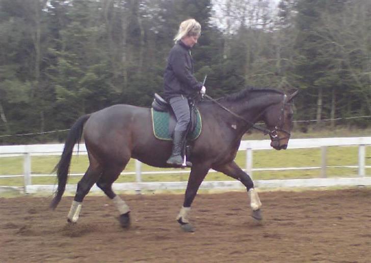 Dansk Varmblod Grinsbæk's Orion ' SOLGT - Mig og Orion. Trav hjemme feb 09 billede 17