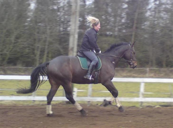 Dansk Varmblod Grinsbæk's Orion ' SOLGT - Mig og Orion. Galop feb 09 billede 18