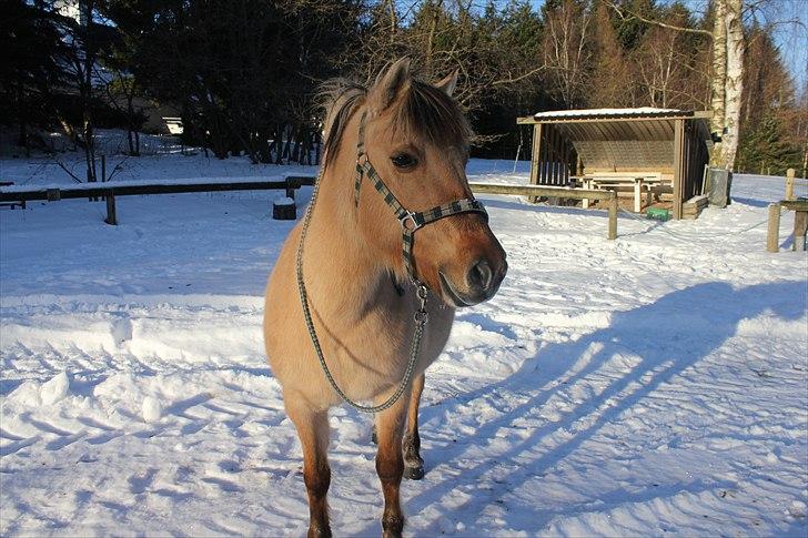 Fjordhest Chila <3 RIP <3 - det dejlige vejr d. 02.01.11 billede 17