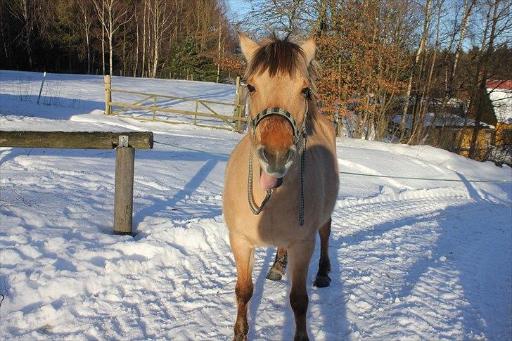 Fjordhest Chila <3 RIP <3 - happy billede 19