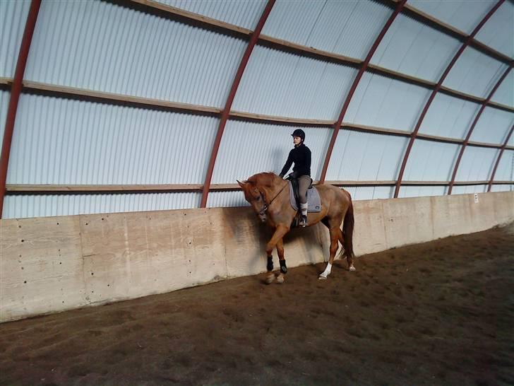 Dansk Varmblod Søgaard´s Rapid *Solgt* - 4 gang jeg er oppe på hende ;) billede 5