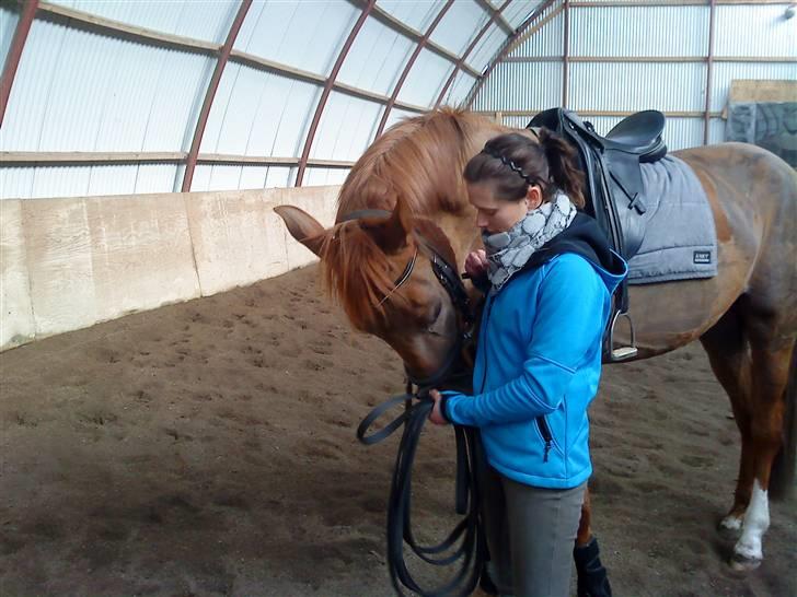 Dansk Varmblod Søgaard´s Rapid *Solgt* - Åh elsker at blive nusset. billede 6