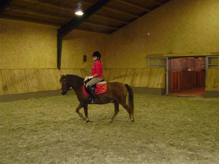 New Forest Chappy - Solgt&Savnet! <3 - 17) Og, dressur igen.. billede 17