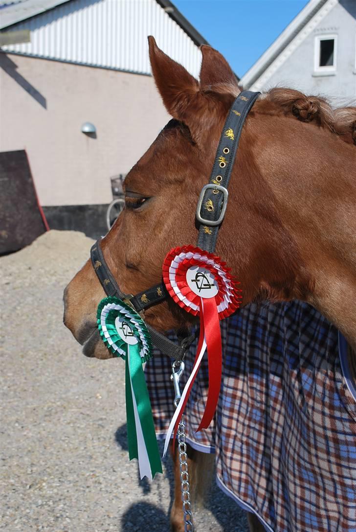 Anden særlig race Baloo - præmieponyen :) 18 april 09 | 3. plads i LC2 og 1.plads i LB1  billede 1