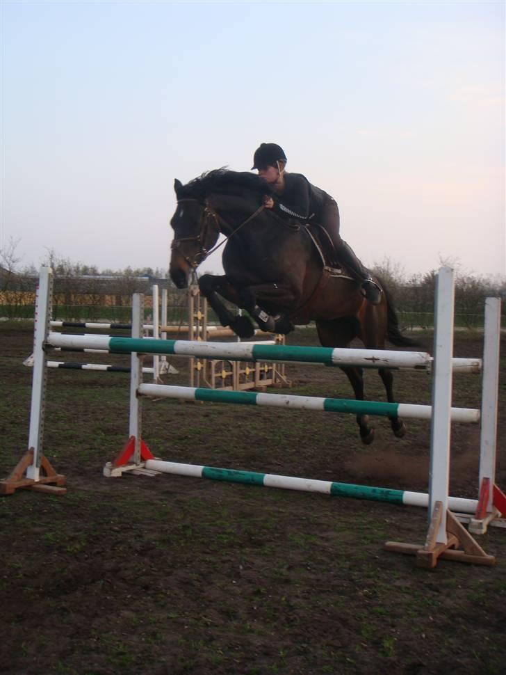 Dansk Varmblod Spindborgs Ophelia  - øhm? :D billedet er taget af A. Sofie Kjeldgaard <3 billede 5