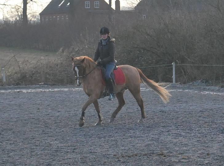 Anden særlig race Baloo - 4/3 09 billede 4