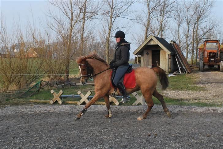 Anden særlig race Baloo - 4/3 09 billede 6