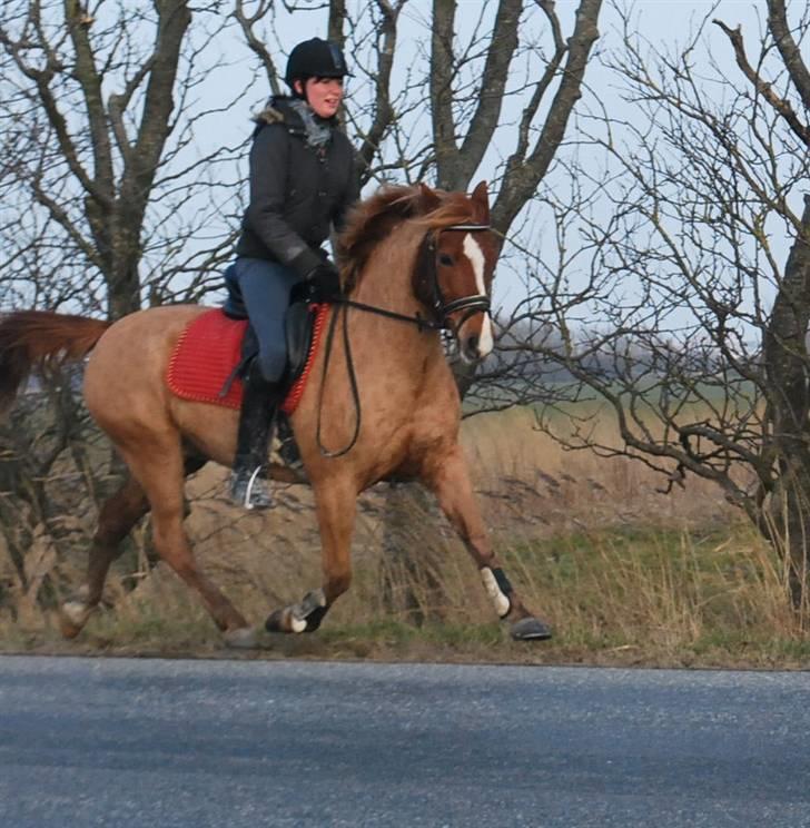 Anden særlig race Baloo - 4/3 09 billede 9