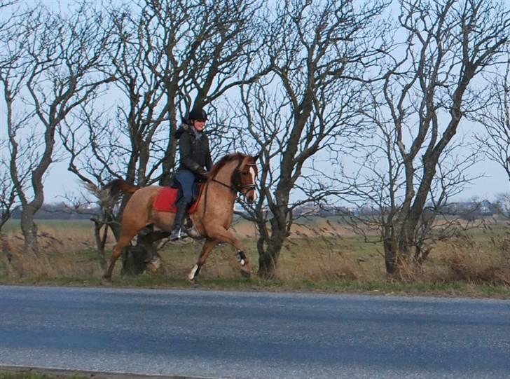 Anden særlig race Baloo - 4/3 09  billede 10