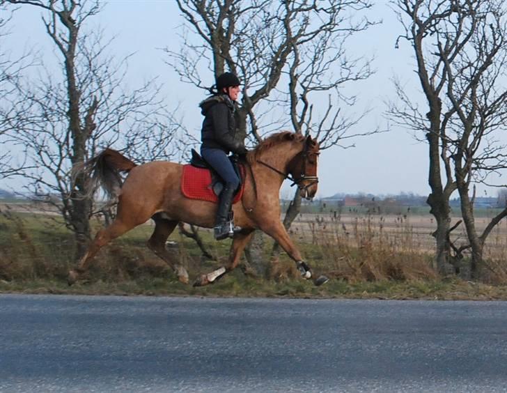 Anden særlig race Baloo - 4/3 09  billede 11