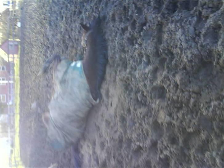 Fuldblod (XX) Milton - R.I.P - 11. Så er det tid til at rulle sig.  billede 10