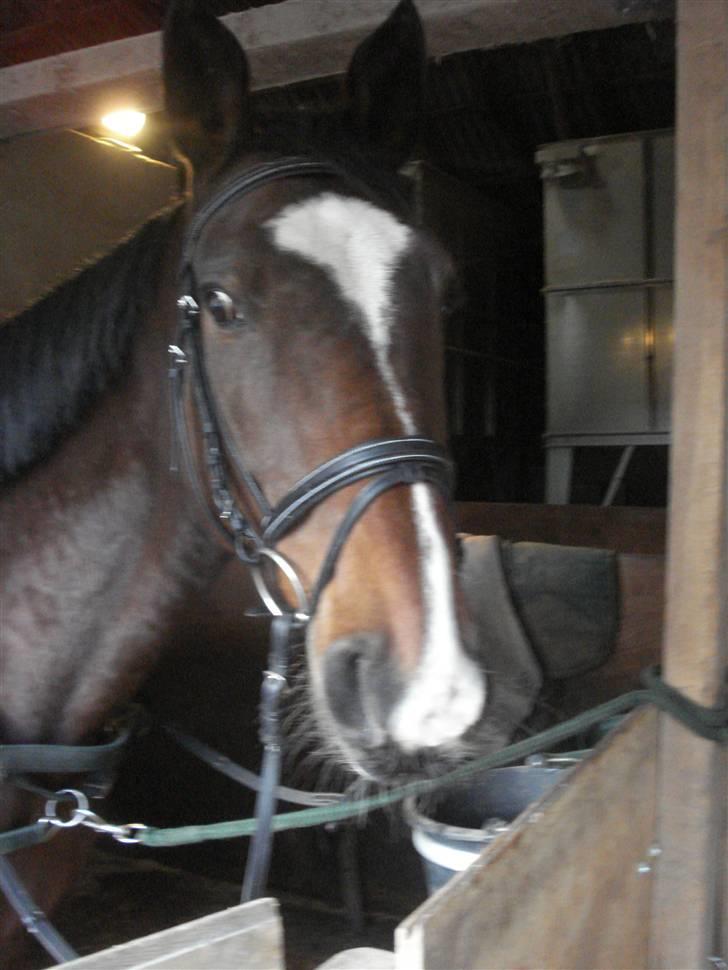 Fuldblod (XX) Milton - R.I.P - 12. Flotte Milton med sit flotte hovedtøj (;  billede 11