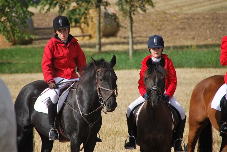 Anden særlig race Black Kikki billede 9