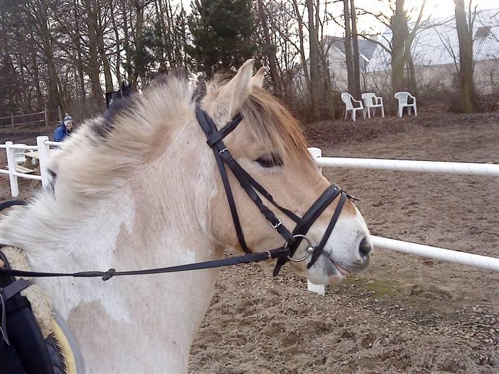 Anden særlig race lucky gamle pony:( - min smukke skat tæt på..! billede 9