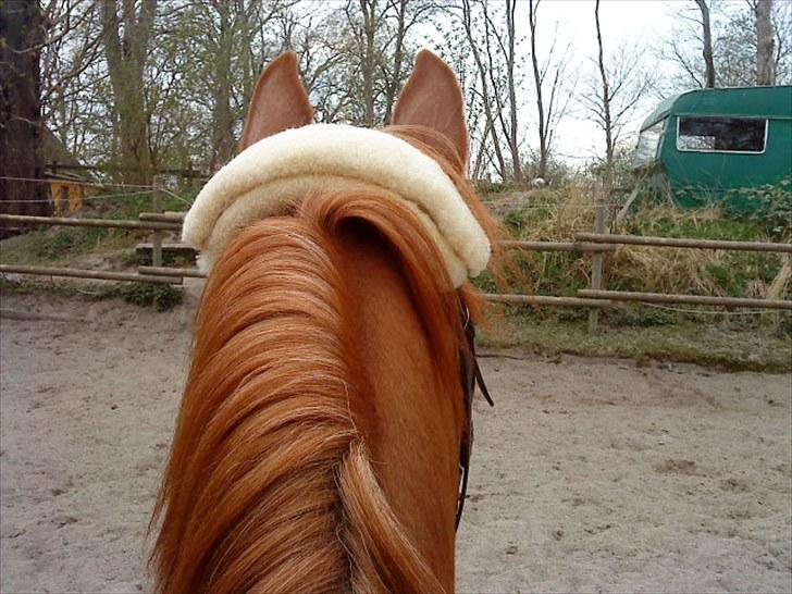 Anden særlig race Kalif (solgt) :'( - Han kan vidst høre noget :) billede 7