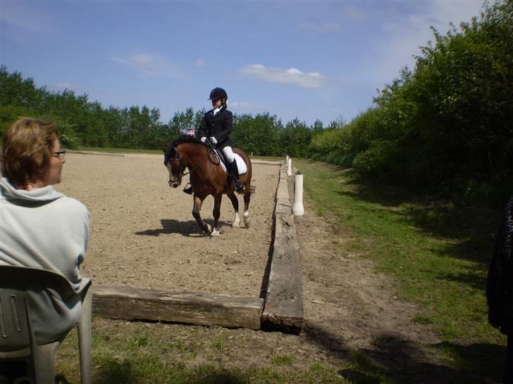 Welsh Pony (sec B) Springbourne Huckleberry! (Solgt) - Smuksakken til stævne i bording<3<3 I Love You<3 billede 2