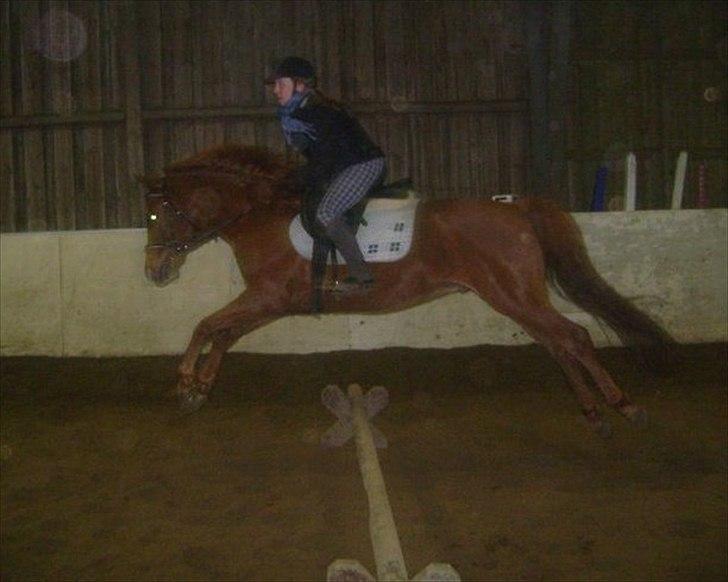 Anden særlig race Kalif (solgt) :'( - Spring:) billede 8