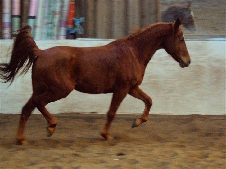Anden særlig race Kalif (solgt) :'( - Han er bare sådan en SMUK araber;) billede 9