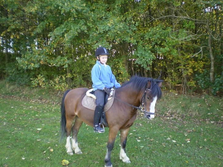 Welsh Pony (sec B) Springbourne Huckleberry! (Solgt) - I skoven ved BORK <3 billede 4