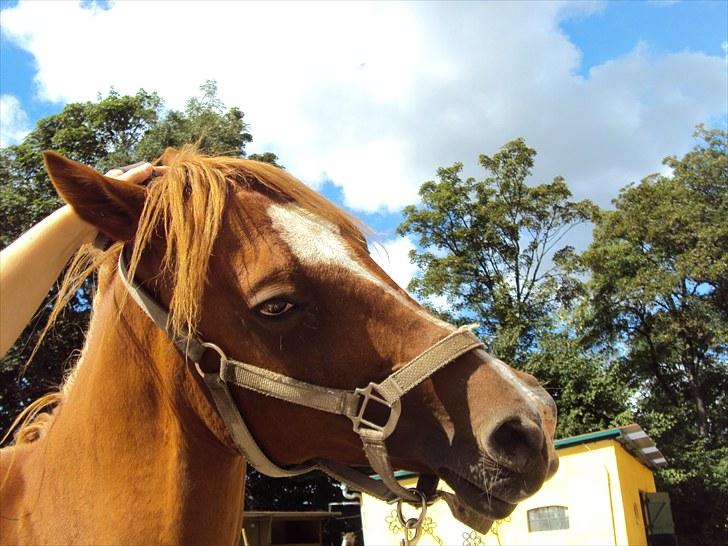 Anden særlig race Kalif (solgt) :'( - Ahhh, det er dejligt at blive gnuppet mellen ørerne XD billede 10