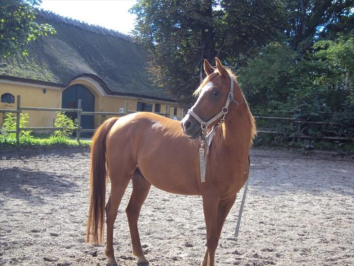 Anden særlig race Kalif (solgt) :'( - Han er virkelig smuk i soleskinnet ;) billede 11
