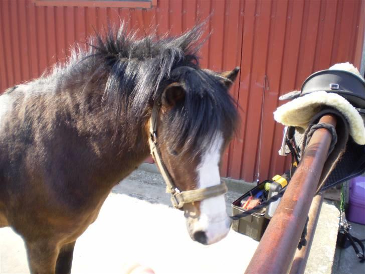Welsh Pony (sec B) Springbourne Huckleberry! (Solgt) - Den dejligste og mest charmerende pony på jorden! :) billede 5