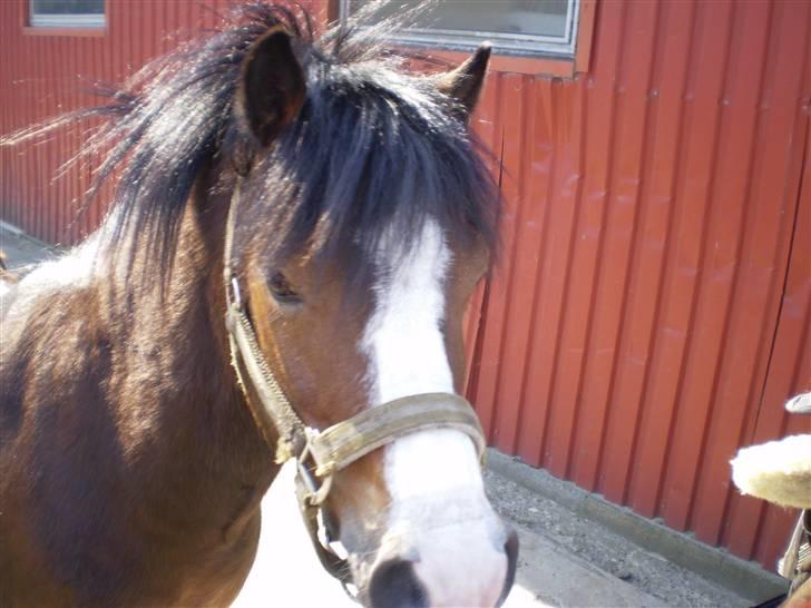 Welsh Pony (sec B) Springbourne Huckleberry! (Solgt) - :D billede 6