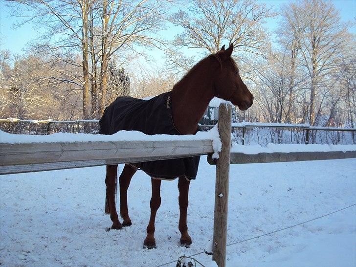 Anden særlig race Kalif (solgt) :'( - Kalif i sneen:) Venter 2010/2011 billede 12