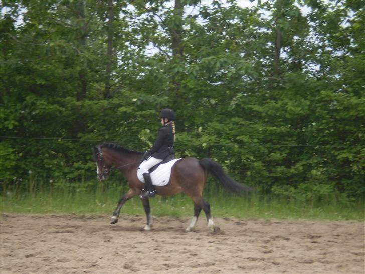 Welsh Pony (sec B) Springbourne Huckleberry! (Solgt) - Stævne i Højris. Du var altid spændene at ride på ;) billede 7