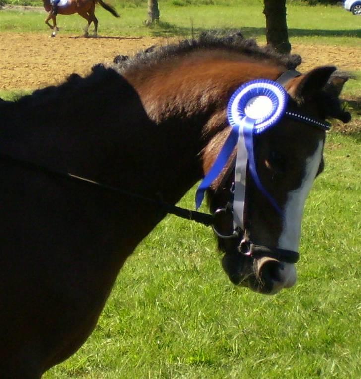 Welsh Pony (sec B) Springbourne Huckleberry! (Solgt) - En super flot 2.plads til stævne Brande Rideklub! 72 % <3 billede 8