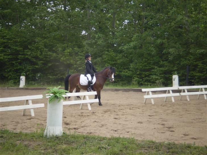 Welsh Pony (sec B) Springbourne Huckleberry! (Solgt) - På vej ind på banen i Højris<3 billede 9