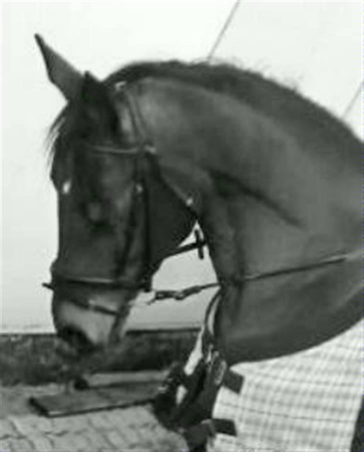 Dansk Varmblod Limona billede 1