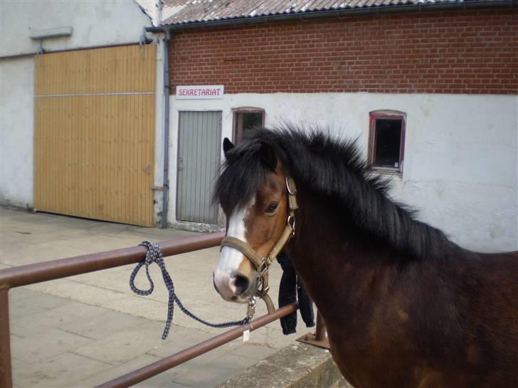 Welsh Pony (sec B) Springbourne Huckleberry! (Solgt) - Lækre lille pony <3 billede 10