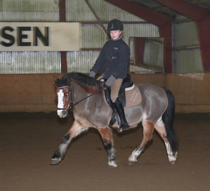 Welsh Pony (sec B) Springbourne Huckleberry! (Solgt) - Lækker trav! Helt klart en stærk side! <3 billede 12