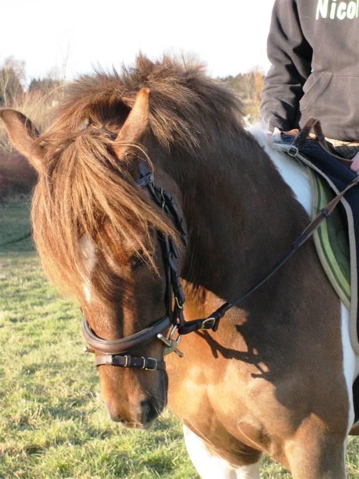 Pinto Little Foot  - I vinters på marktur xD  billede 14