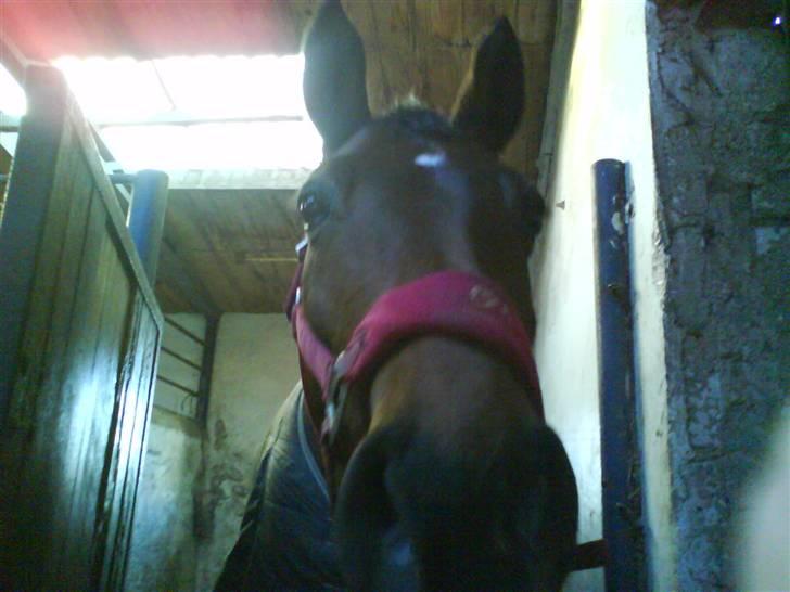 Dansk Varmblod Limona billede 2