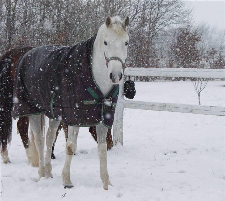 New Forest Odbjergs Batik - om vinteren :D !!  billede 13