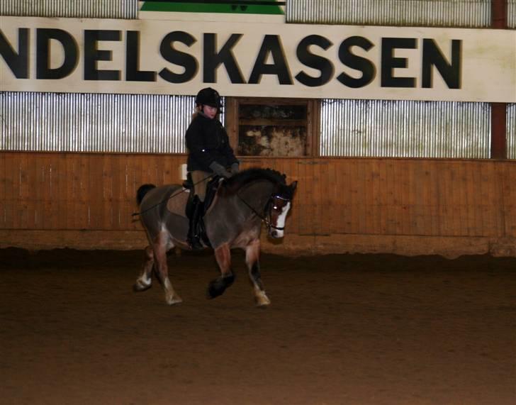 Welsh Pony (sec B) Springbourne Huckleberry! (Solgt) - Tak for alle de gode minder, basse! billede 14