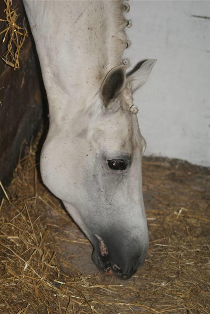 New Forest Odbjergs Batik - inde i stalden, gjordt klar til mesterskab ;D !! <3 billede 14