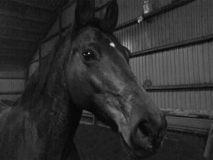 Dansk Varmblod Limona billede 3