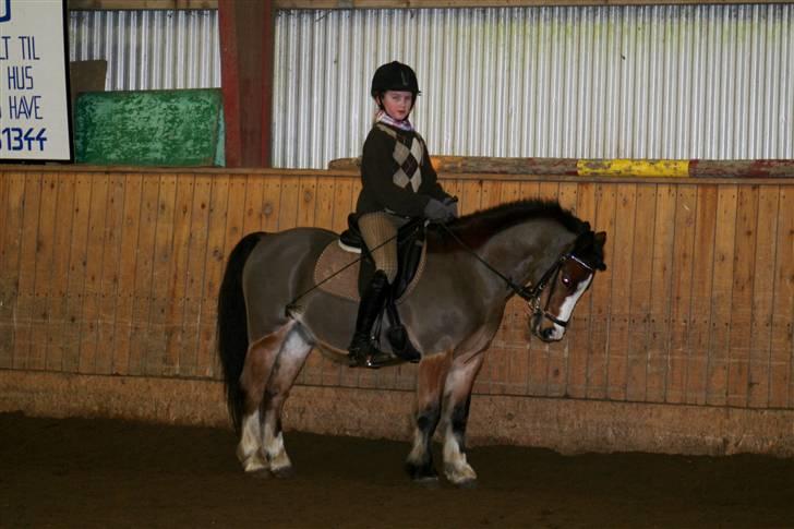 Welsh Pony (sec B) Springbourne Huckleberry! (Solgt) -  <3 billede 15