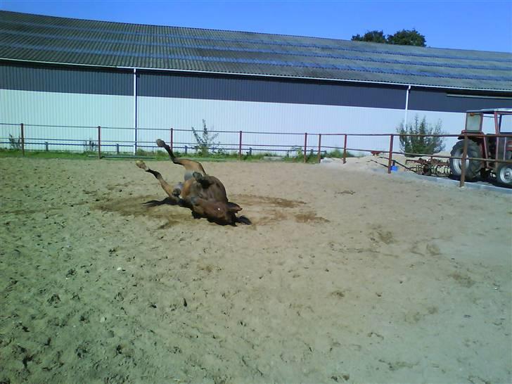 Dansk Varmblod Limona billede 4