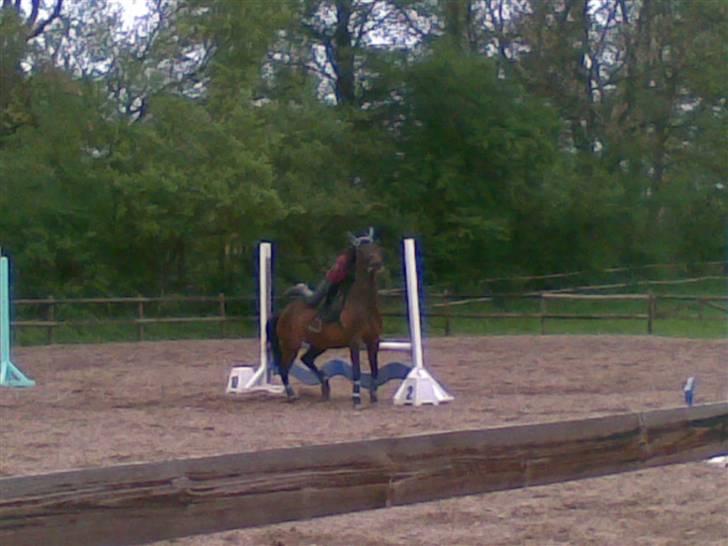 Anden særlig race Pretty Princess*Solgt* - Ved at falde af men bliver sidene<3 billede 11