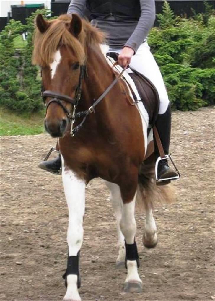 Pinto Little Foot  - Til stævne på nsr :D fotograf: Nadia (; tak!  billede 18